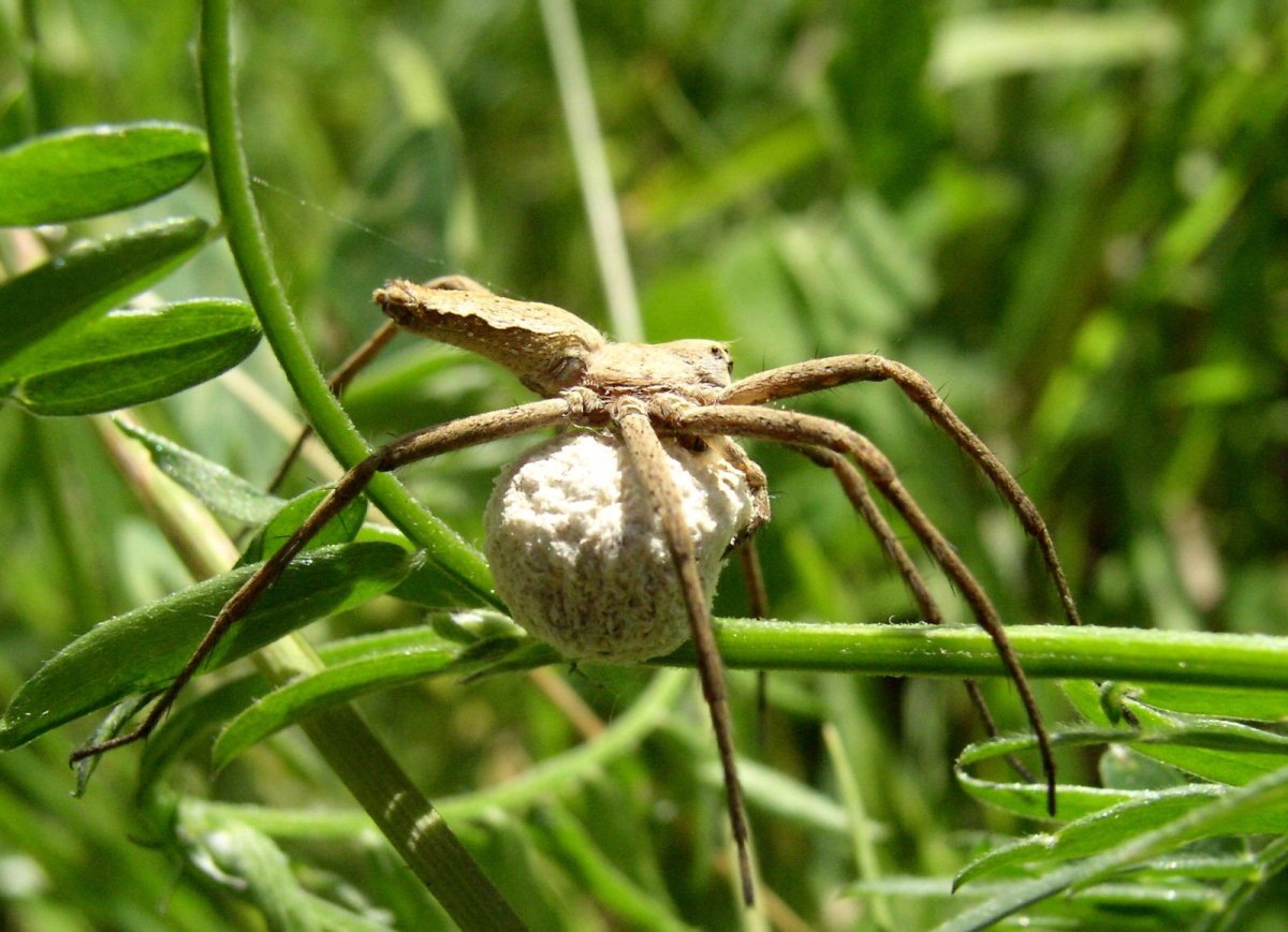 Пизаура мирабилис паук
