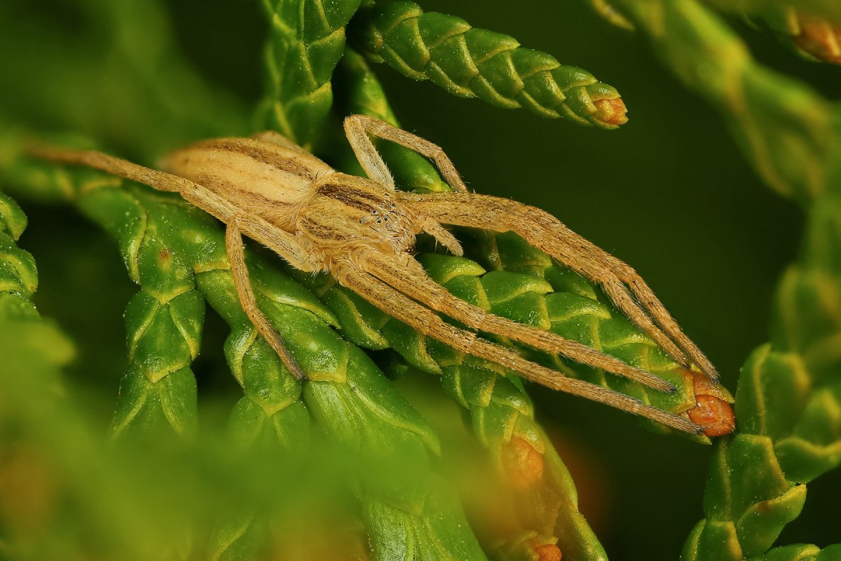Тибеллус Tibellus, паук-засадник