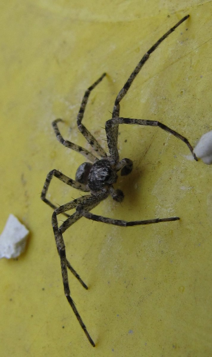 Филодромус жемчужный