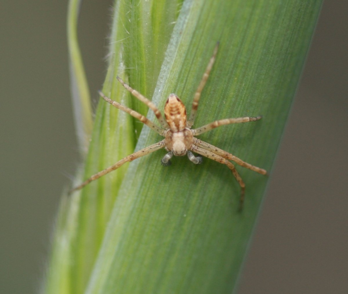 Филодромус жемчужный ядовитый или нет