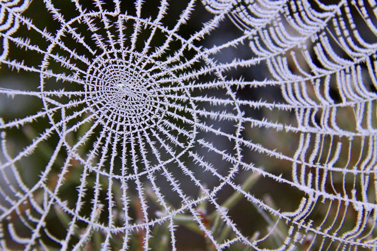 Паутина Фибоначчи