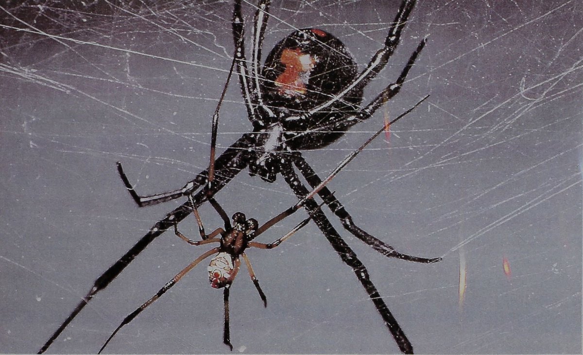 Детки пауков