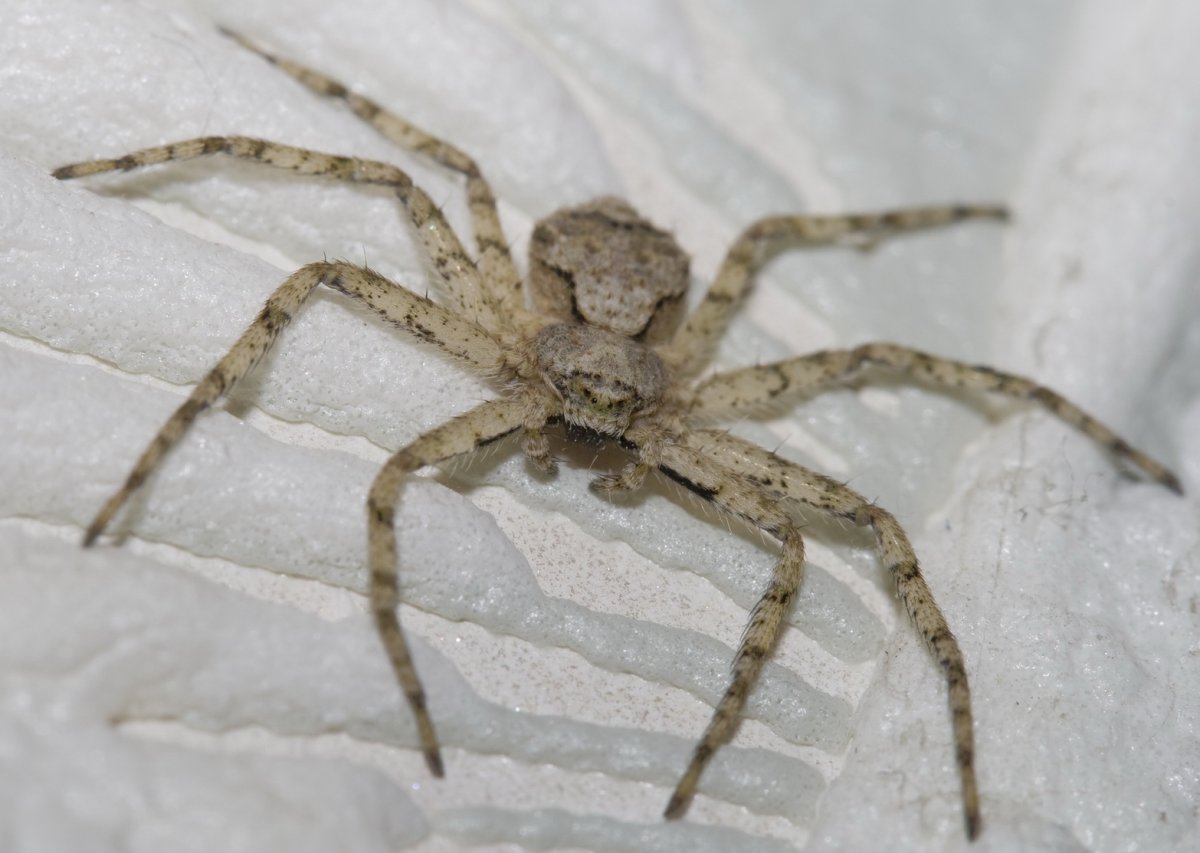 Philodromus margaritatus