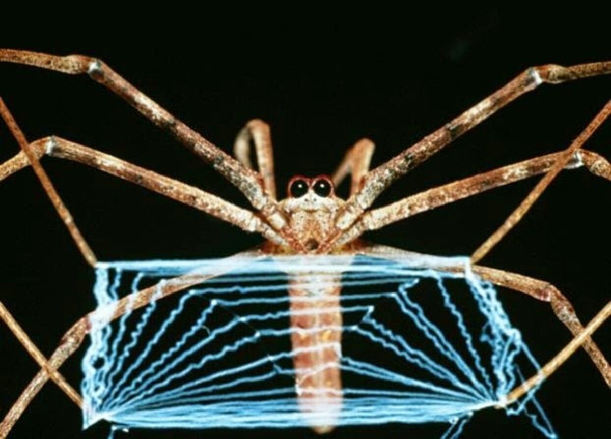 Австралийский паук Гладиатор