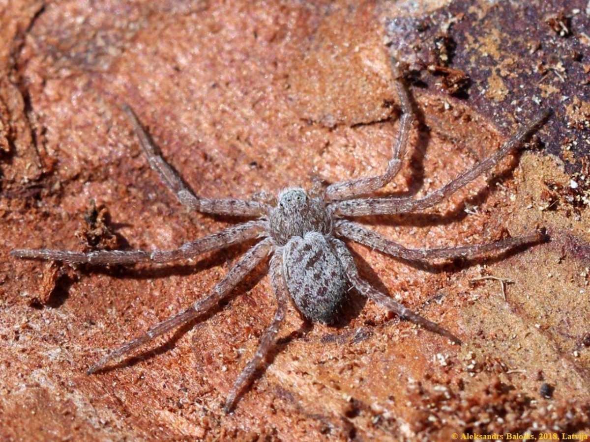 Philodromus fuscomarginatus