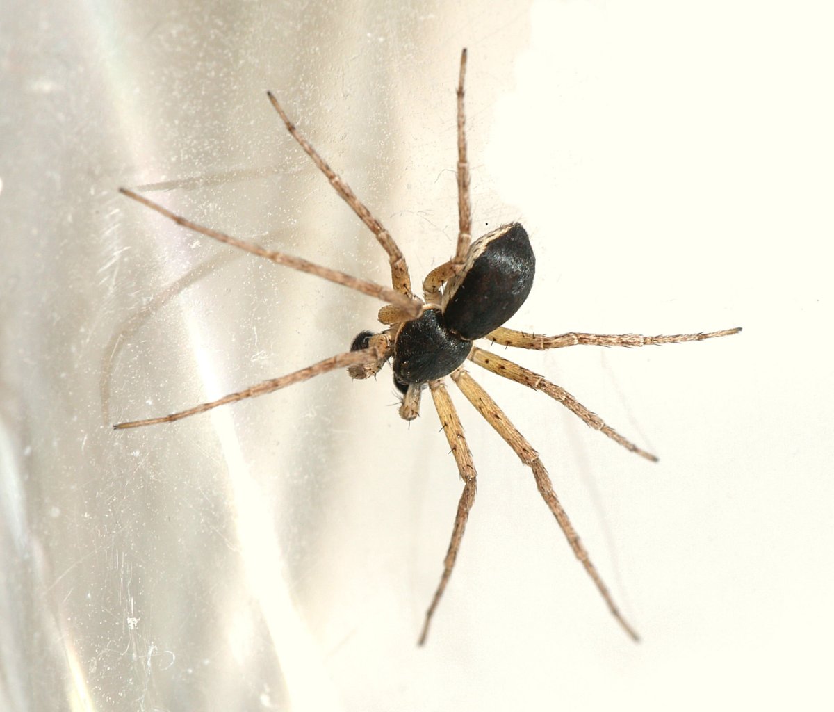 Philodromus cespitum паук