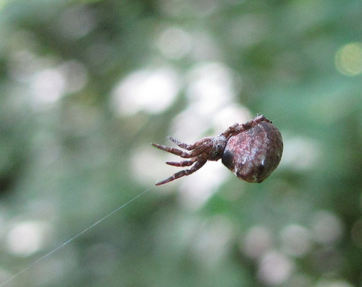 Пауки hyptiotes