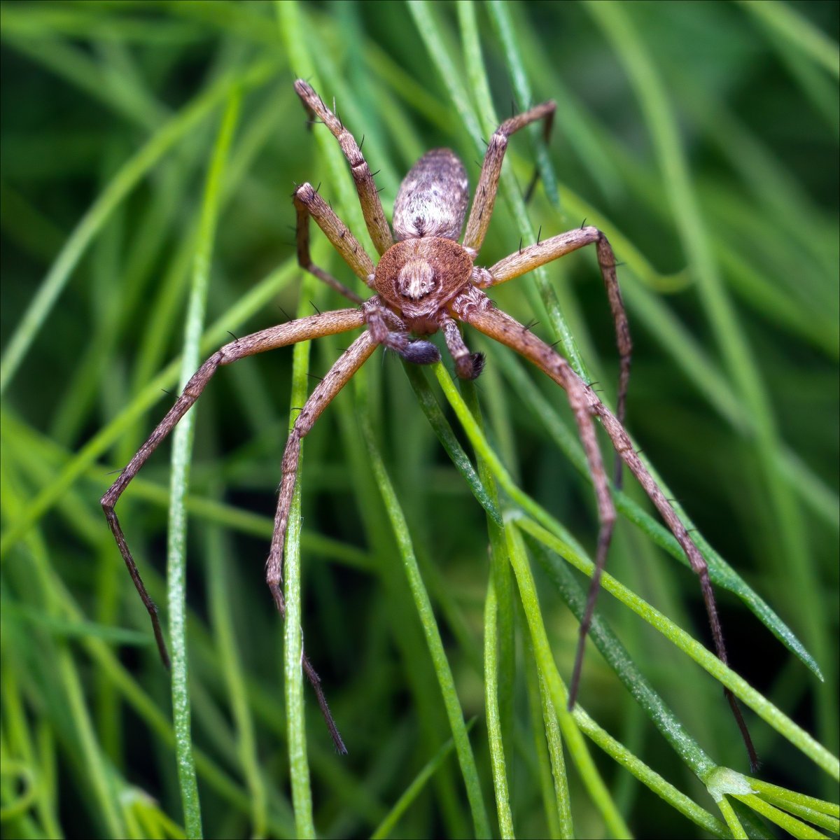 Филодромида еbo