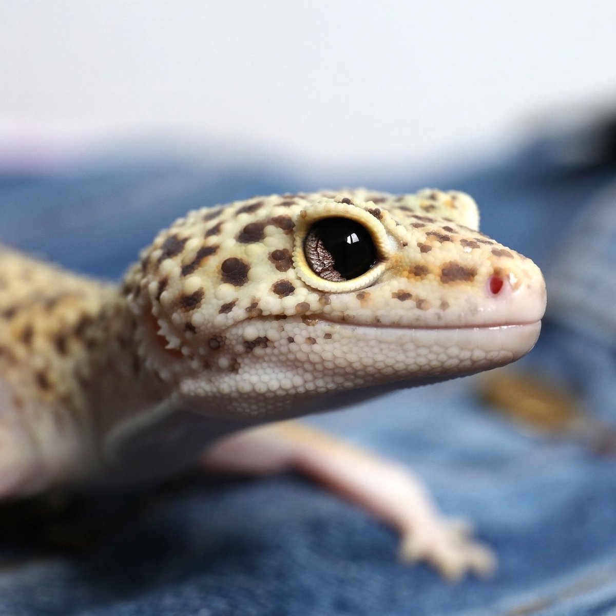 Ящерица геккон эублефар