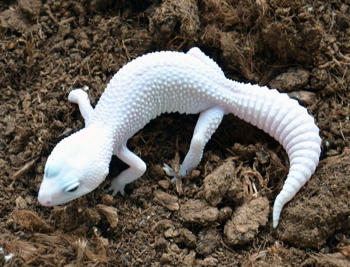 Эублефар морфы Black Night