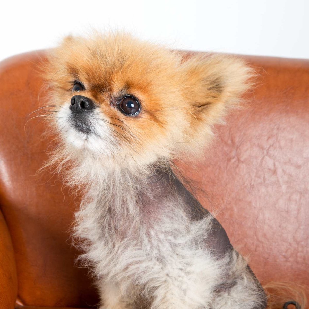 Померанский шпиц алопеция