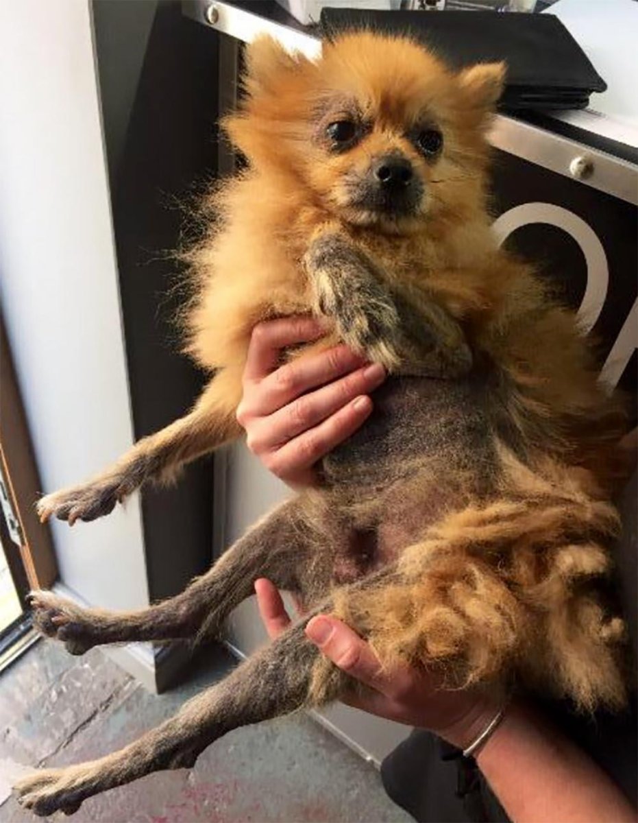 Шпиц лысеет