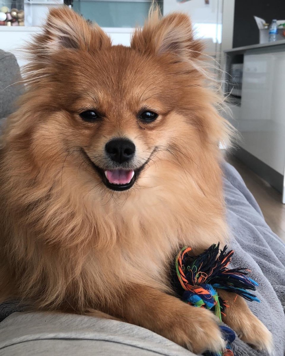 Австралийский шпиц