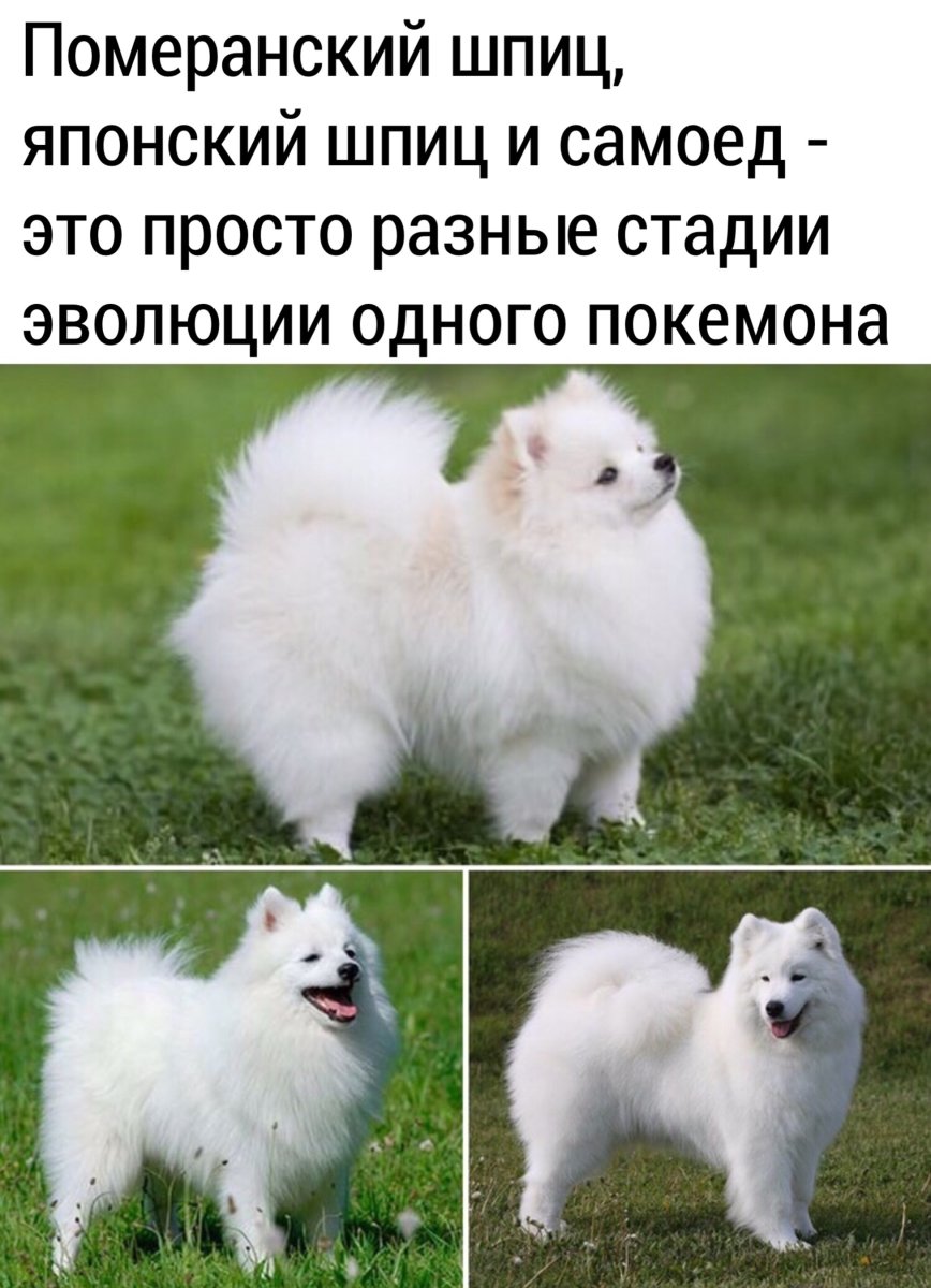 Померанский шпиц японский шпиц и самоед