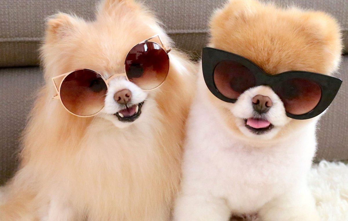 Шпиц в очках