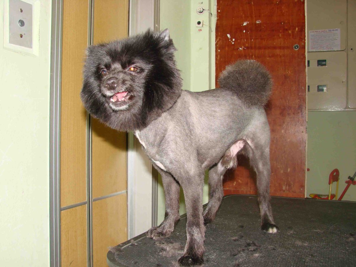 Смешные стрижки шпицев