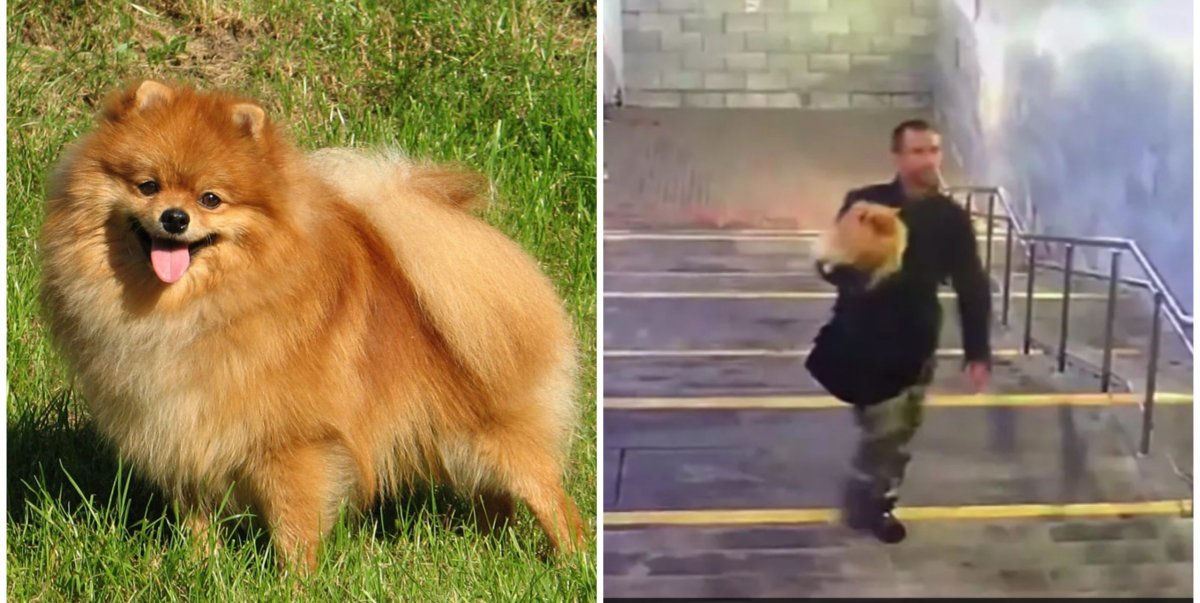 Немецкий шпиц