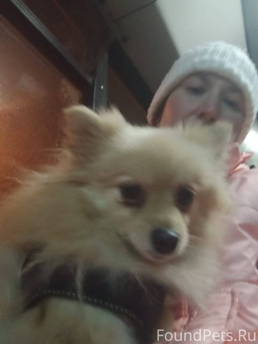 Света Липецк с собакой