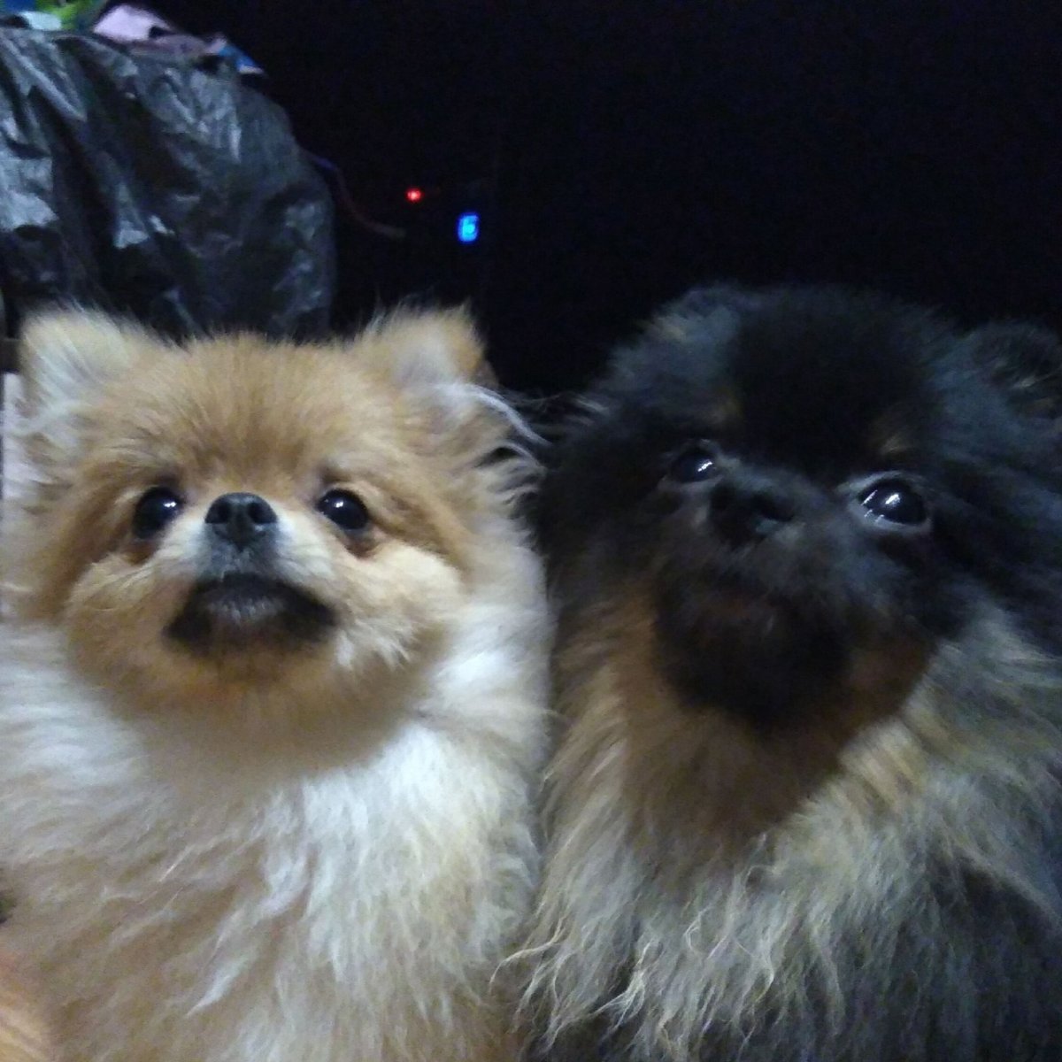 Берта шпиц Ливны