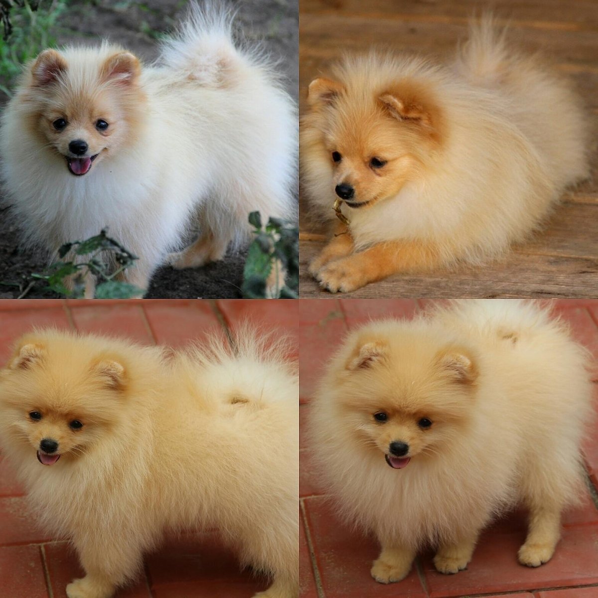 Пырзики шпица