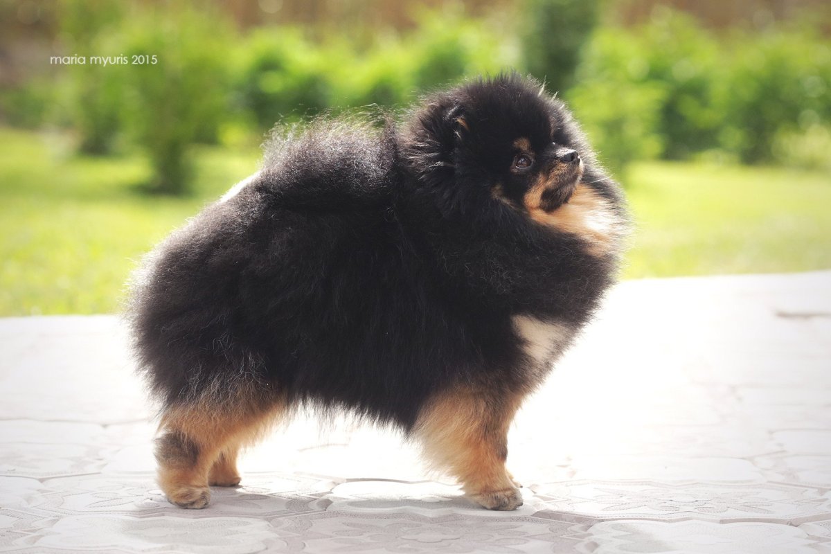 Померанский шпиц черный лисьего типа