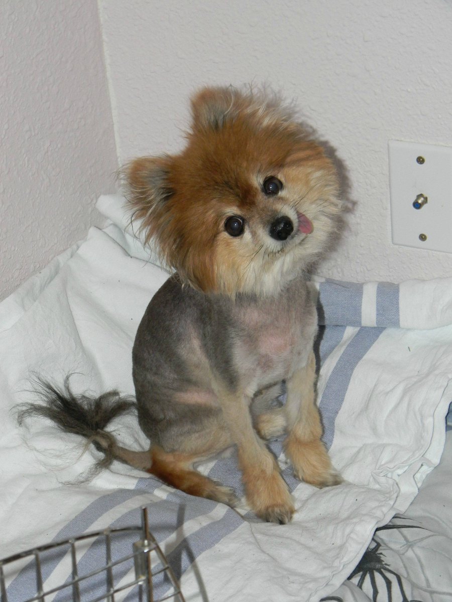 Бритый померанский шпиц