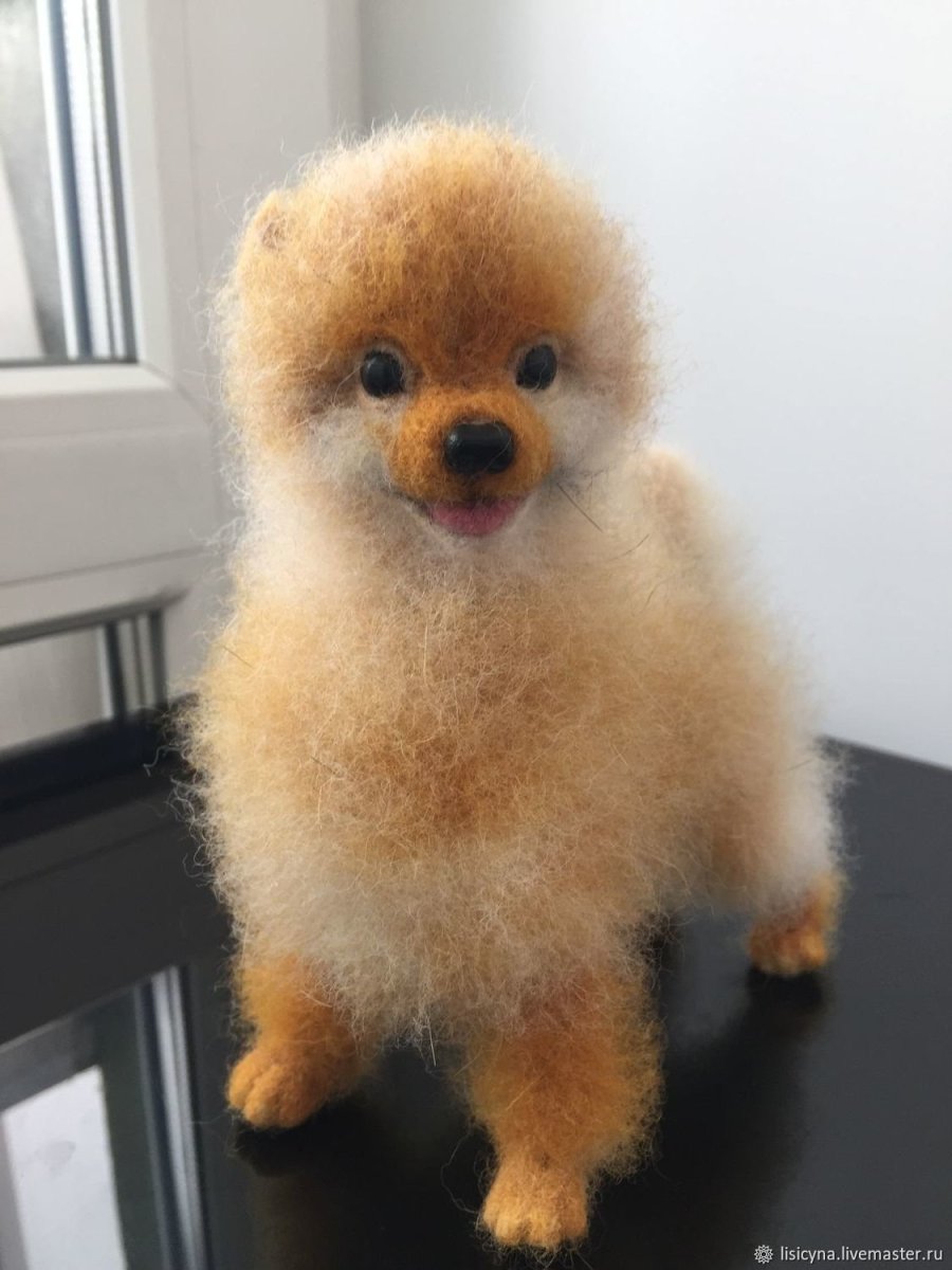 Лысый помиранскийшпитц