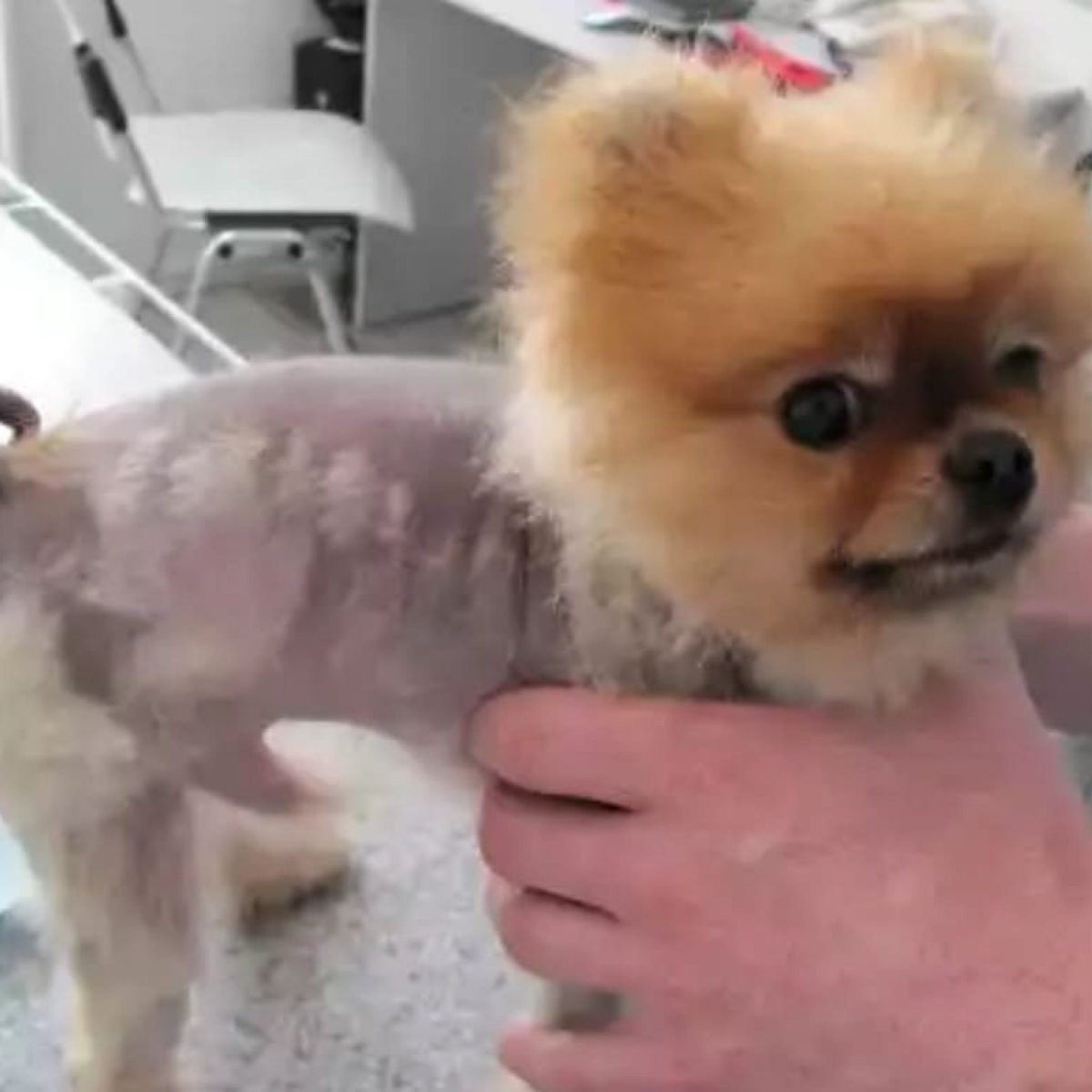 Икс алопеция у шпица