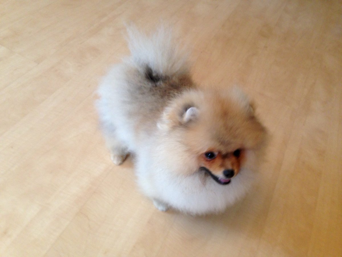 Лысый карликовый шпиц