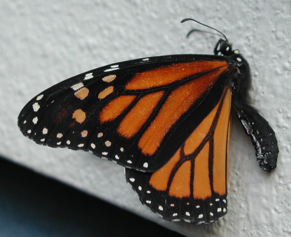 Простые крылья бабочки. Крылья бабочки монарха. Бабочка Монарх альбинос. Monarch Butterfly бабочка. Монарх бабочка гивеа.