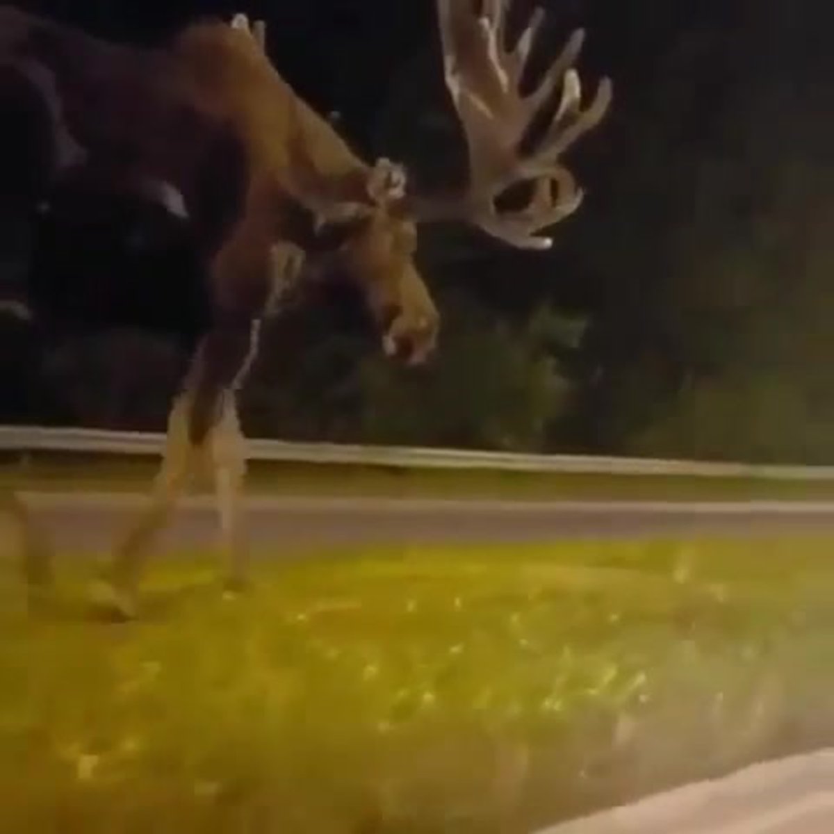 Огромный Лось Аляска