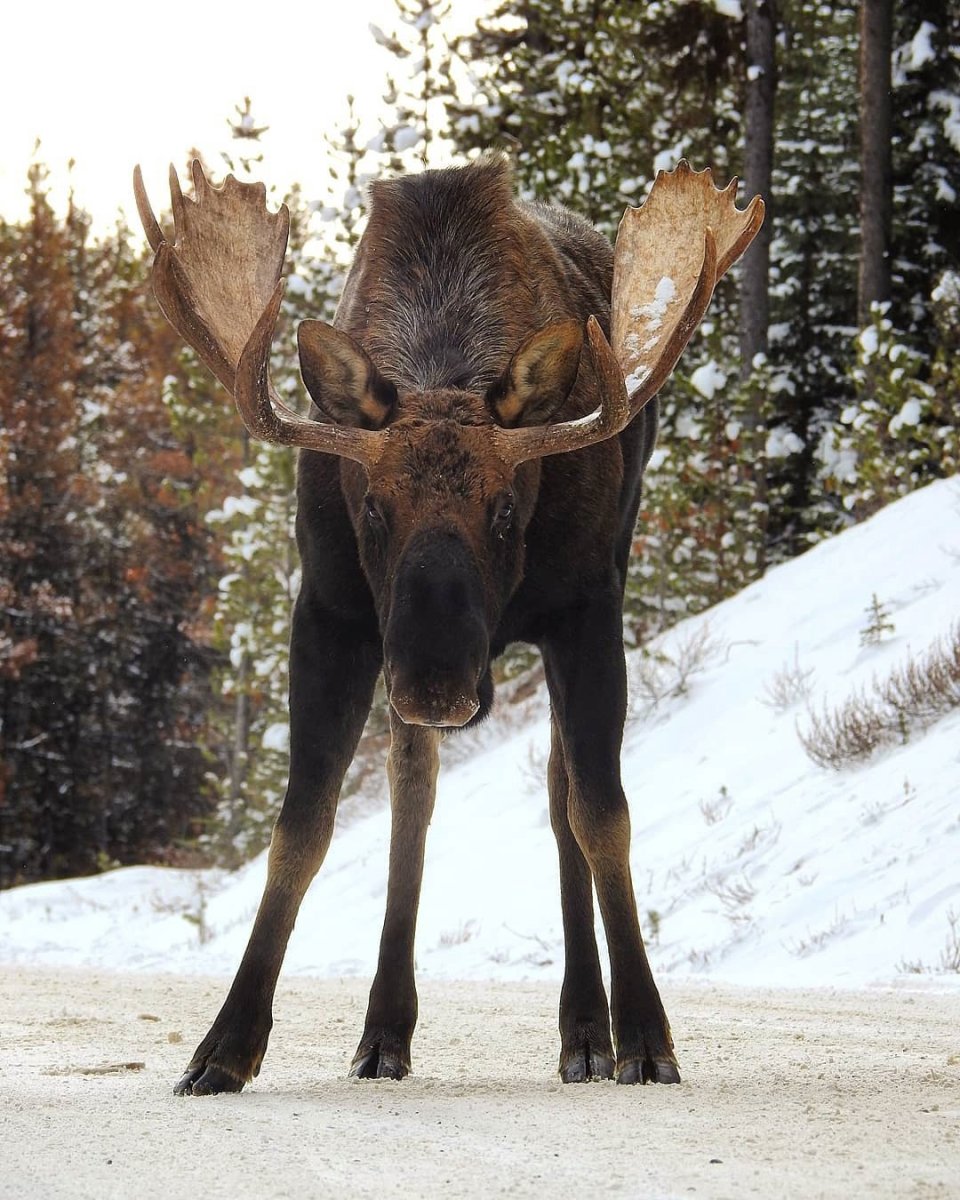 Лось в жизни