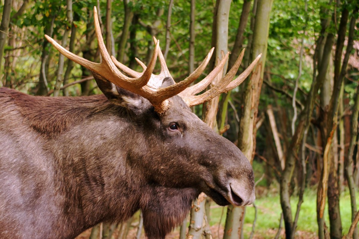Лось огромный Лесной красавец