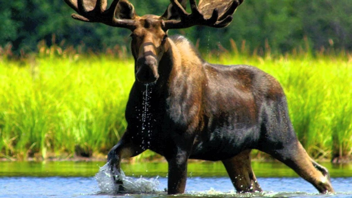 Канадский Лось