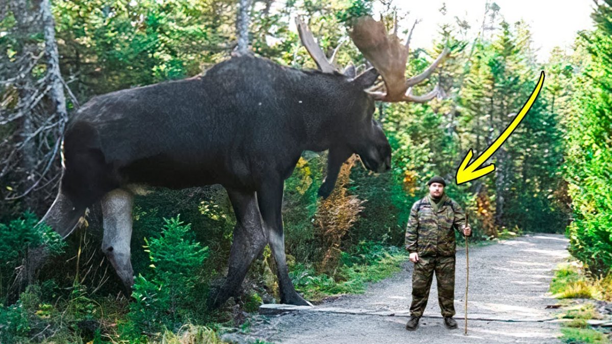 Лось в Марий Эл