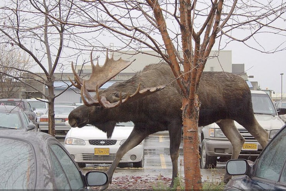 Громадный Лось