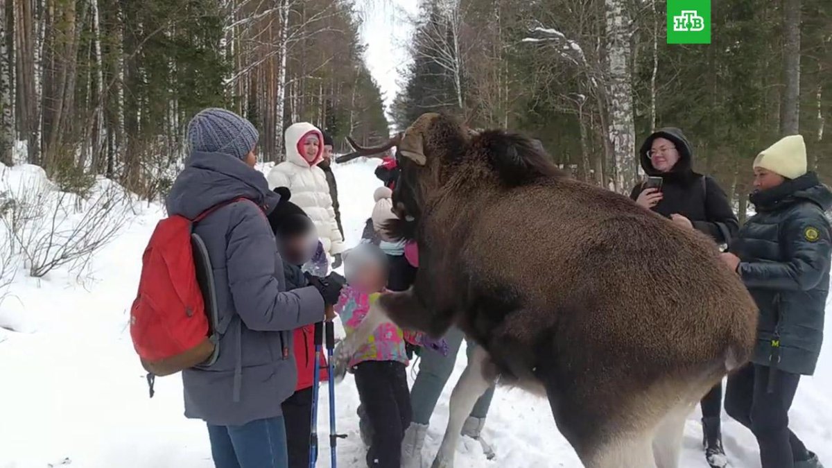 Саткинский Лось