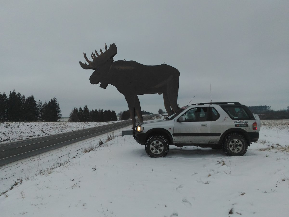 Лось без головы в Чернобыле