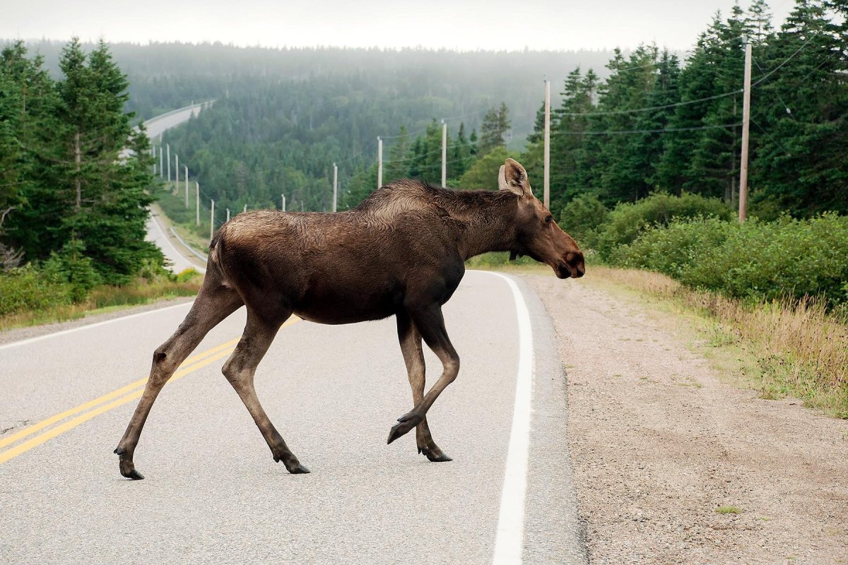 Лось в Вологодской области