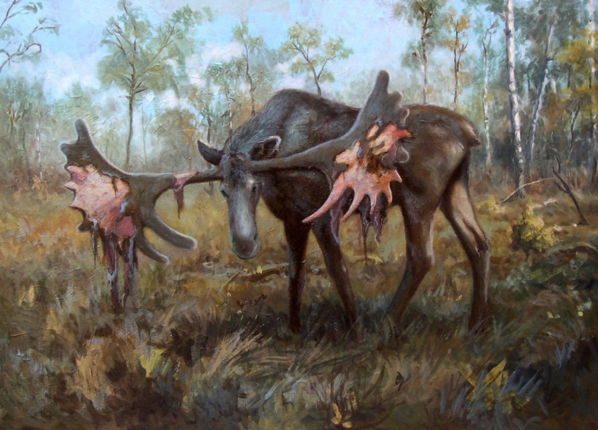 Широколобый Лось Cervalces latifrons