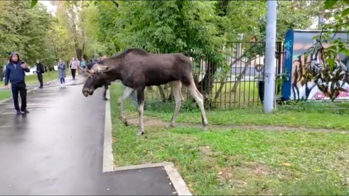 Лоси на Измайловском бульваре