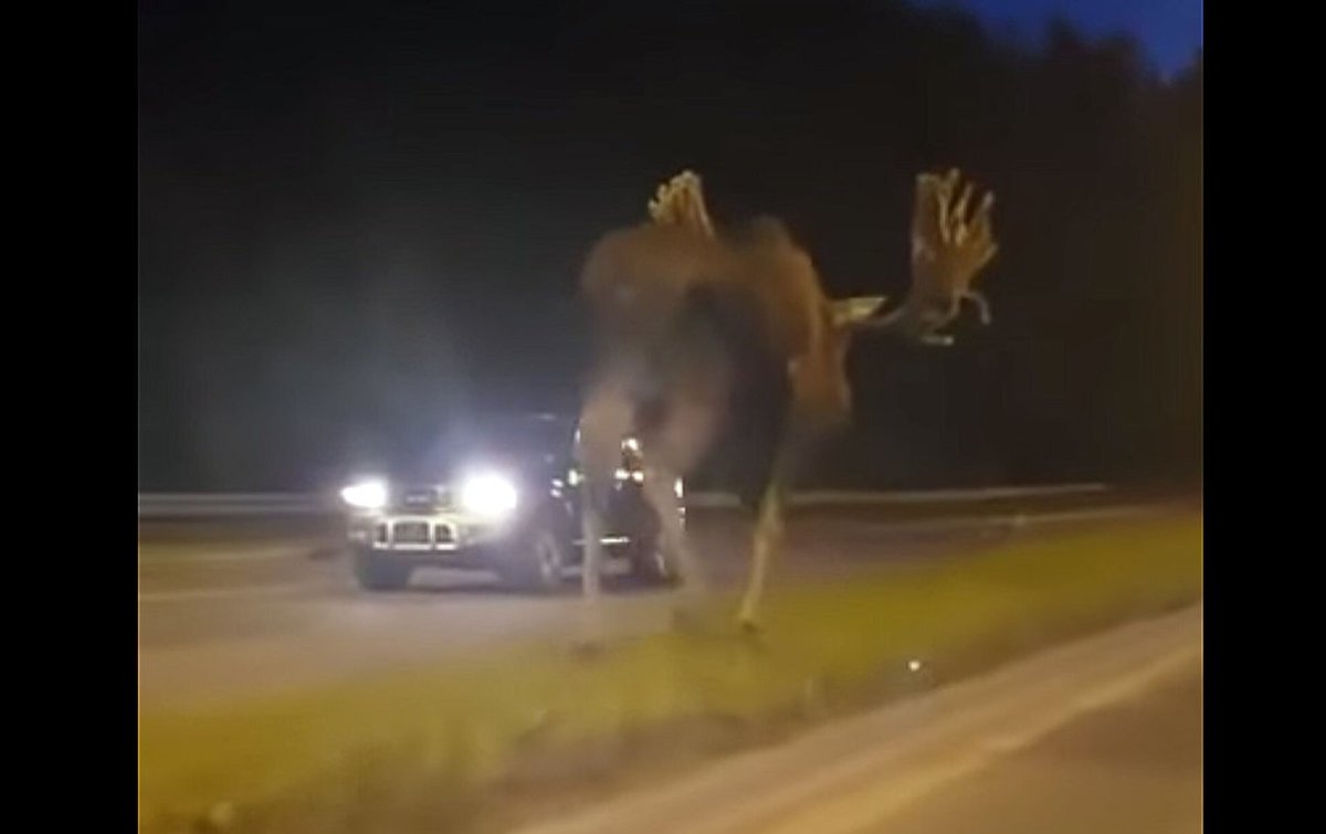 Лось огромный на трассе