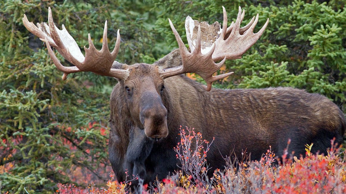 Лось Восточно Сибирский Сохатый
