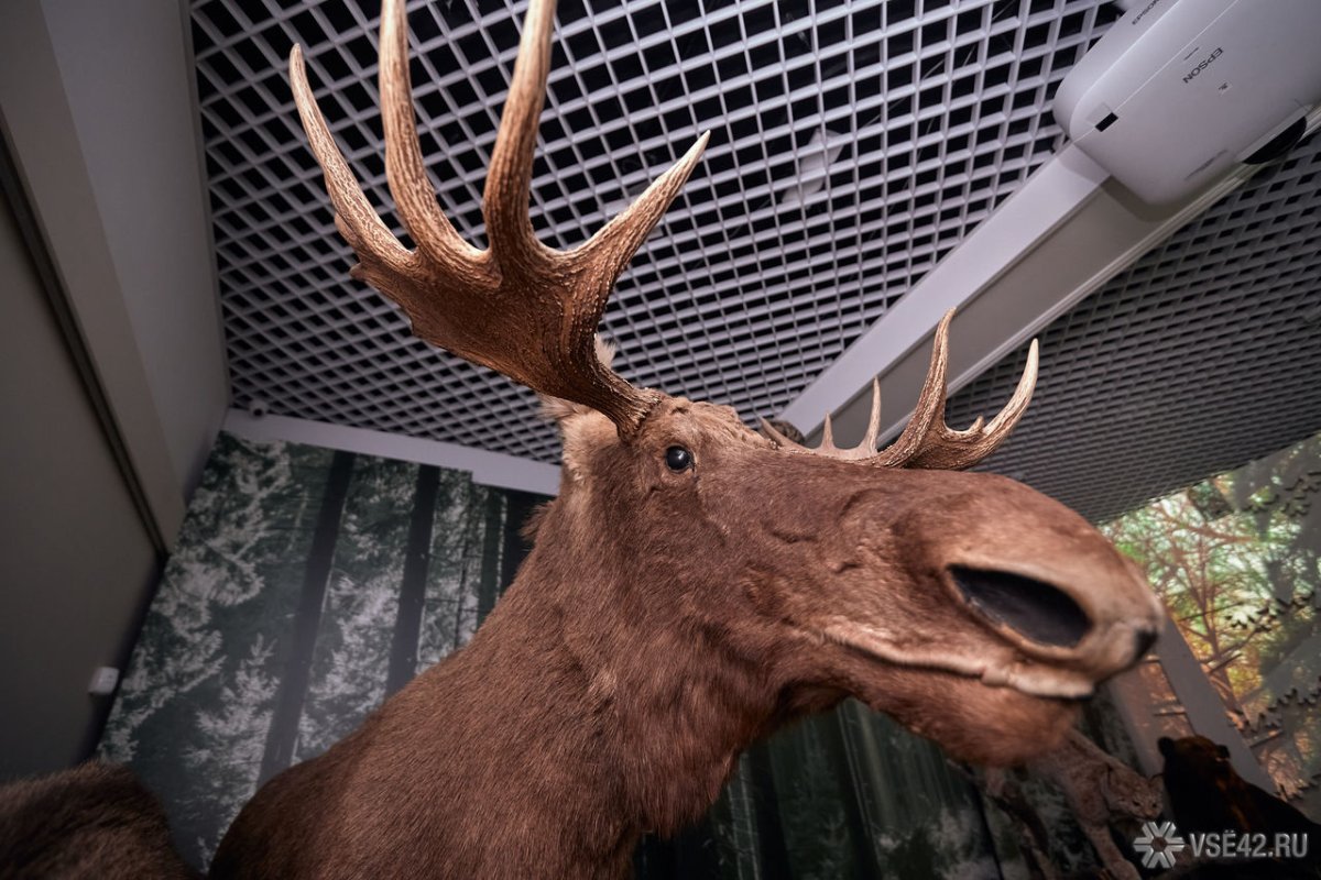 Лось в квартире