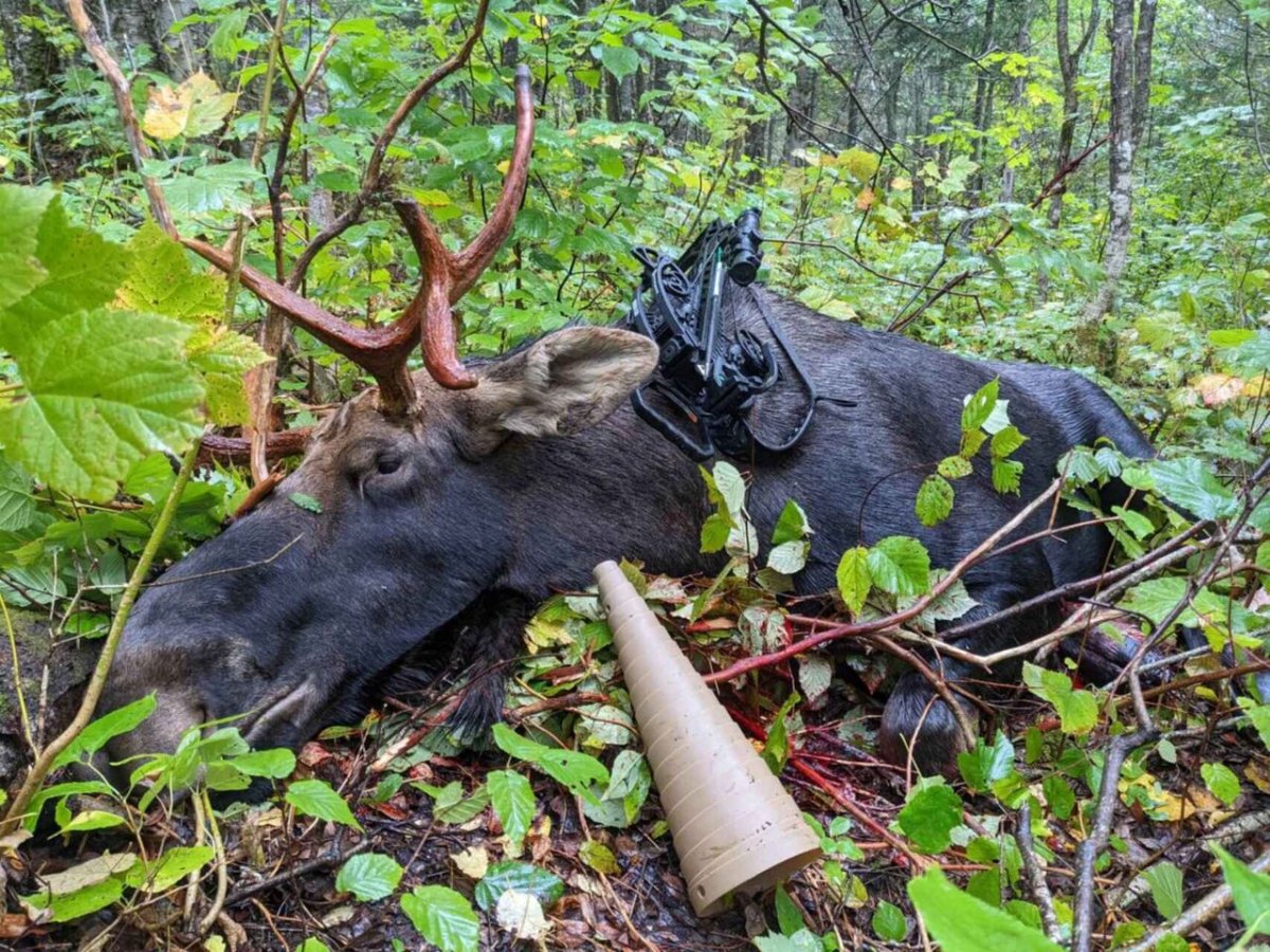 Большой Лось