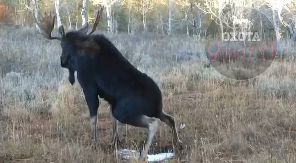 Брачный период у лосей