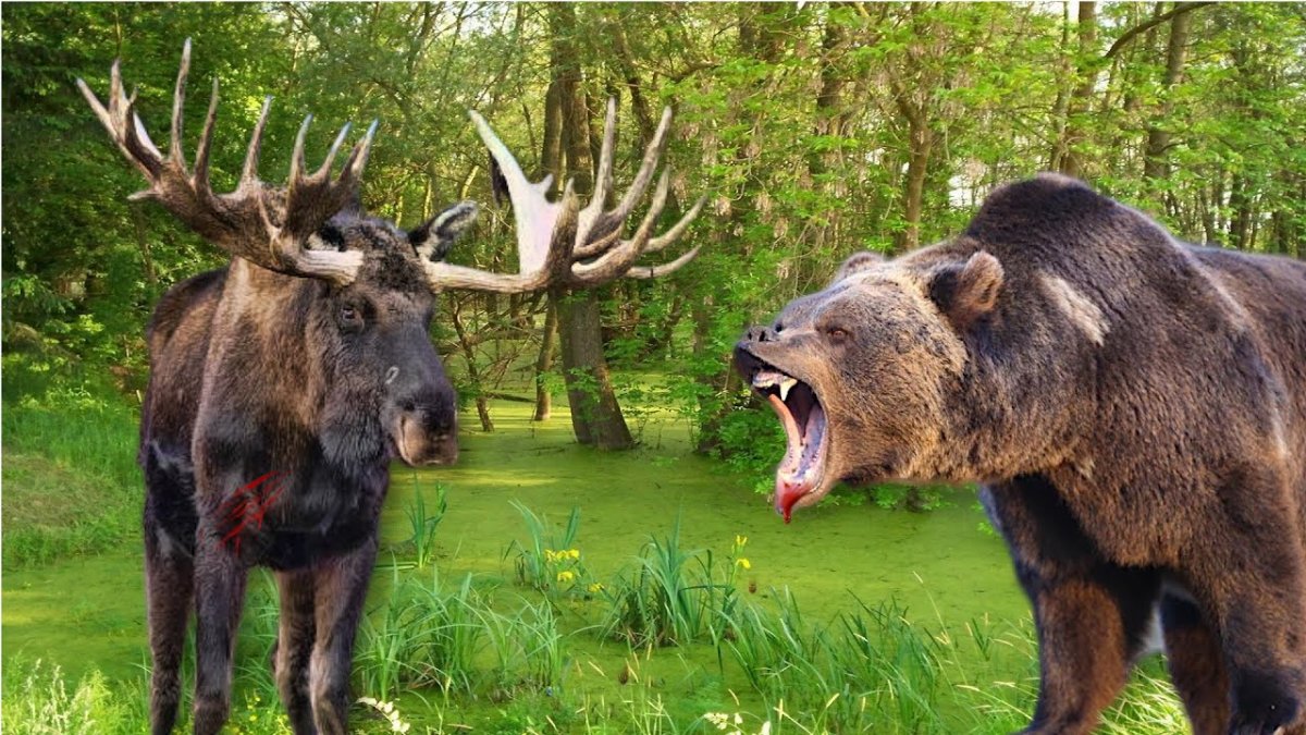 Лось в Карелии