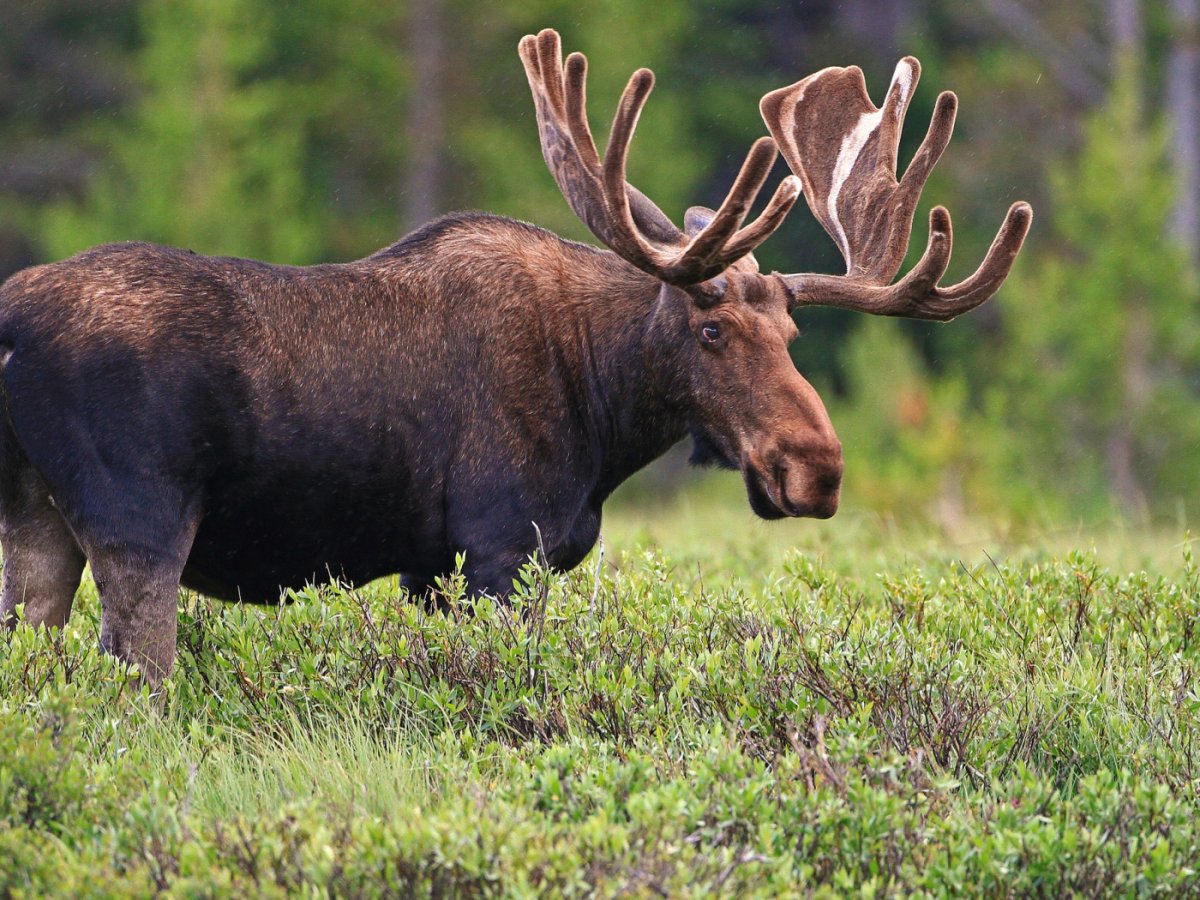 Сохатый Лось Байкальский