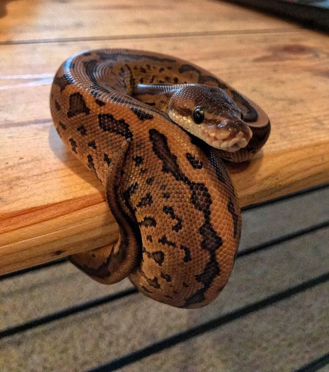 Региус пинстрайп