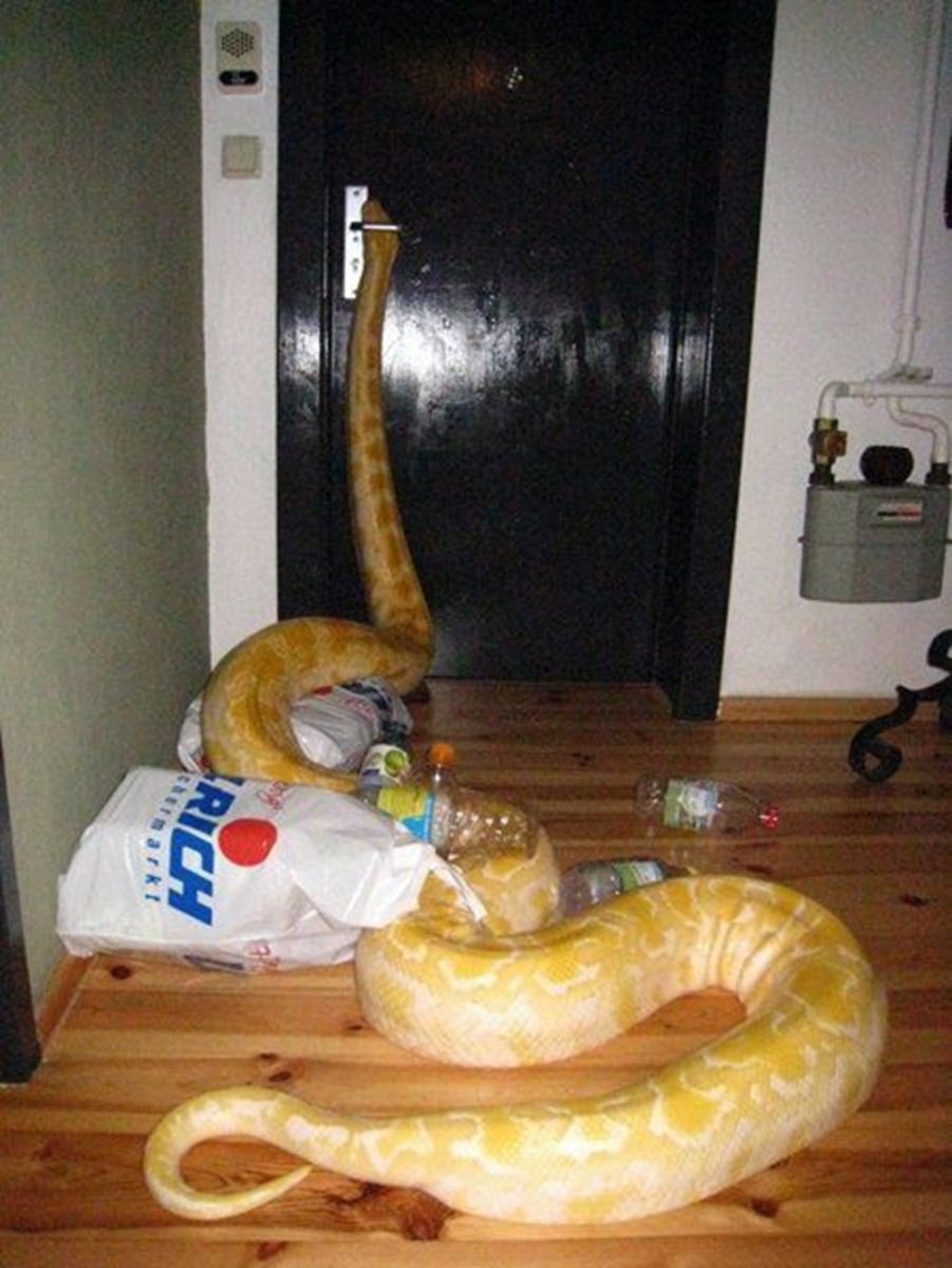 Питон желтый домашний